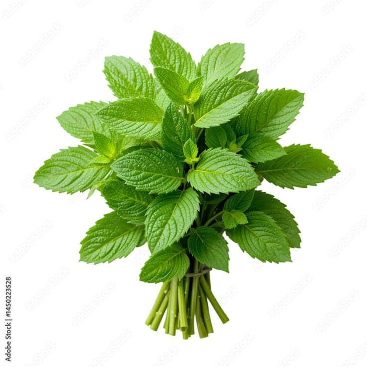 نعناع